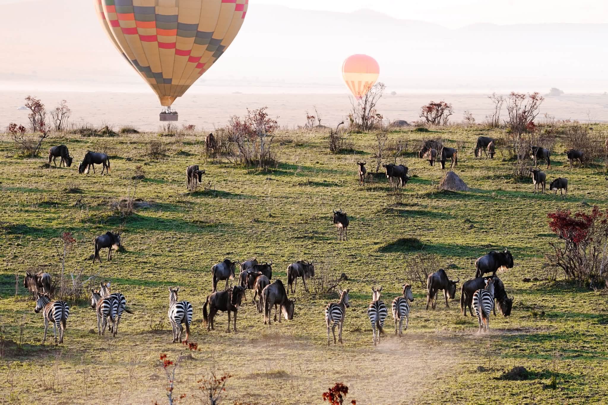 Safari landscape at golden hour