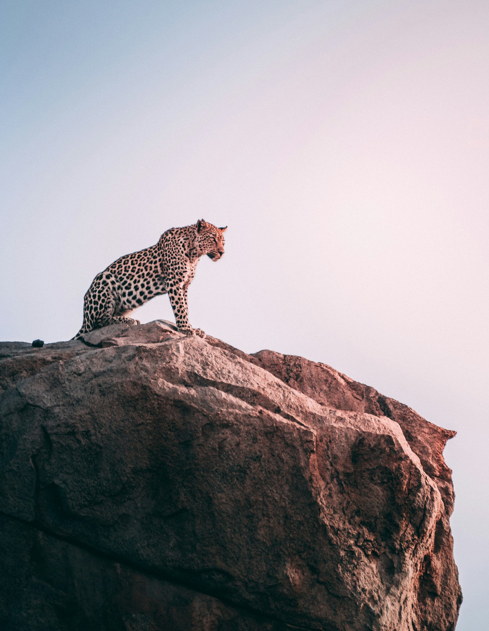 Leopard in an African wilderness landscape